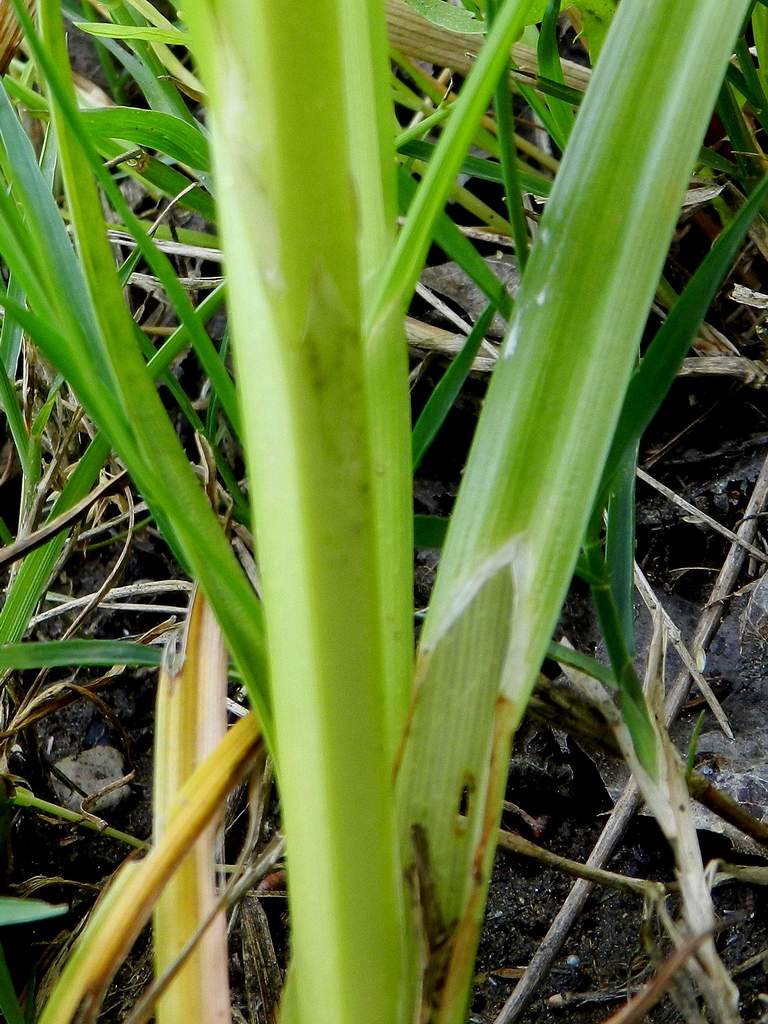 Carex cuprina